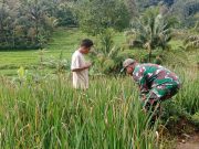 Usir Hama wereng, Babinsa Kodim Ponorogo Dampingi Petani Perawatan Tanaman Padi
