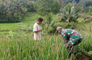 Usir Hama wereng, Babinsa Kodim Ponorogo Dampingi Petani Perawatan Tanaman Padi