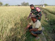 TNI Ponorogo Dampingi Petani Rawat Padi dari Ancaman Hama