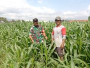 TNI Ponorogo Dampingi Petani Rawat Tanaman Jagung