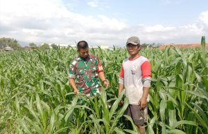 TNI Ponorogo Dampingi Petani Rawat Tanaman Jagung