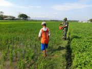 TNI Ponorogo Pendampingan Petani Pupuk Tanaman Padi