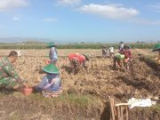 Wujudkan Ketahanan Pangan, Babinsa Kodim Ponorogo Dampigi Petani Tanam Jagung