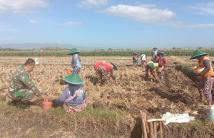 Wujudkan Ketahanan Pangan, Babinsa Kodim Ponorogo Dampigi Petani Tanam Jagung