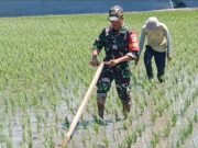 Prajurit TNI Ponorogo Dampingi Petani Penyiangan Gulma Tanaman Padi
