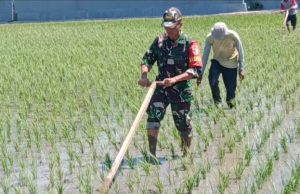 Prajurit TNI Ponorogo Dampingi Petani Penyiangan Gulma Tanaman Padi