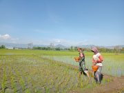 Ketika Prajurit TNI Ponorogo Terjun ke Sawah: Bantu Petani Pupuk Tanaman Padi