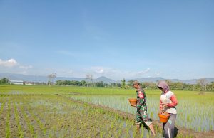 Ketika Prajurit TNI Ponorogo Terjun ke Sawah: Bantu Petani Pupuk Tanaman Padi