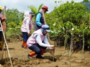 PLN Dorong Trenggalek Menuju Net Zero Karbon, Srikandi PLN Bersama ULP Trenggalek Lakukan Penanaman Mangrove di Pancer Cengkrong