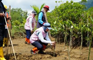 PLN Dorong Trenggalek Menuju Net Zero Karbon, Srikandi PLN Bersama ULP Trenggalek Lakukan Penanaman Mangrove di Pancer Cengkrong