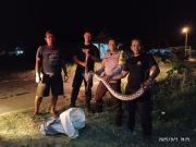 Viral! Warga Siman Tangkap Ular Piton 5 Meter, Evakuasi Libatkan Polisi dan Damkar Ponorogo