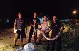 Viral! Warga Siman Tangkap Ular Piton 5 Meter, Evakuasi Libatkan Polisi dan Damkar Ponorogo