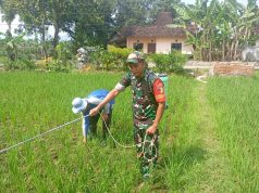 Serba Bisa, Babinsa Kodim Ponorogo Bantu Petani Semprot Gulma Tanaman Padi