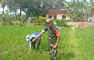 Serba Bisa, Babinsa Kodim Ponorogo Bantu Petani Semprot Gulma Tanaman Padi