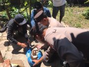 Sarang Tawon Cincin Kuning di Rumah Warga, Polsek Siman dan Damkar Ponorogo Lakukan Evakuasi