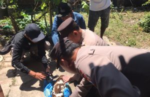 Sarang Tawon Cincin Kuning di Rumah Warga, Polsek Siman dan Damkar Ponorogo Lakukan Evakuasi