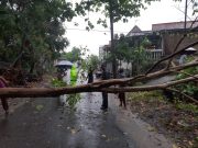 Pohon Tumbang Hadang Jalan Ponorogo-Magetan, TNI, Polri dan Warga Lakukan Evakuasi