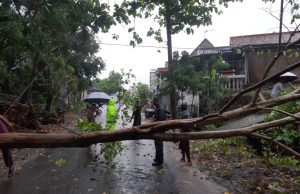 Pohon Tumbang Hadang Jalan Ponorogo-Magetan, TNI, Polri dan Warga Lakukan Evakuasi