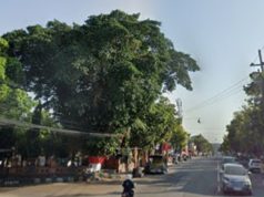 Jamus Kunto Jamin: Beringin Sultan Agung Depan Kecamatan Ponorogo Takkan Ditebang!