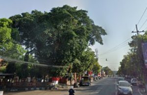 Jamus Kunto Jamin: Beringin Sultan Agung Depan Kecamatan Ponorogo Takkan Ditebang!