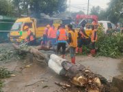 Hujan Angin Kencang di Slahung Ponorogo, Tiga Pohon Roboh, Jalan Utama Sempat Tertutup