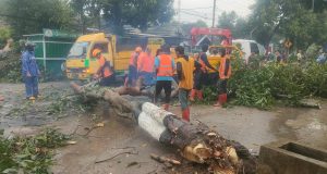 Hujan Angin Kencang di Slahung Ponorogo, Tiga Pohon Roboh, Jalan Utama Sempat Tertutup