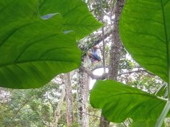 Petani di Ngebel Ponorogo Tewas Terjepit di Atas Pohon Durian