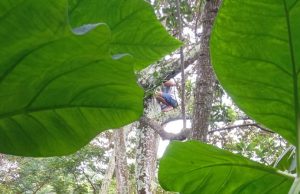 Petani di Ngebel Ponorogo Tewas Terjepit di Atas Pohon Durian