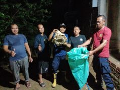 Damkar Ponorogo Musnahkan Sarang Tawon Vespa di Karanglo Kidul