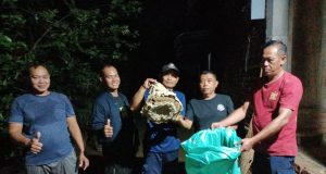 Damkar Ponorogo Musnahkan Sarang Tawon Vespa di Karanglo Kidul