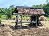 Usai Mencangkul, Lansia di Balong Ponorogo Meninggal dii Gubuk Sawah
