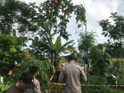 Naas, Petani di Sukorejo Ponorogo Tewas Tersengat Kabel Listrik Sibel Terkelupas