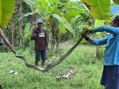 Warga Karanglo Kidul Ponorogo Ringkus Piton 3 Meter: Kerap Mangsa Hewan Ternak