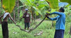 Warga Karanglo Kidul Ponorogo Ringkus Piton 3 Meter: Kerap Mangsa Hewan Ternak