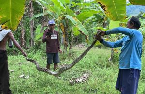 Warga Karanglo Kidul Ponorogo Ringkus Piton 3 Meter: Kerap Mangsa Hewan Ternak