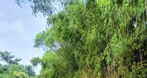 Hujan Deras, Tanggul Sungai Sono Sambit Ponorogo Ambrol 26 Meter