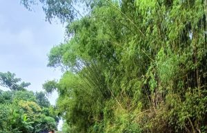 Hujan Deras, Tanggul Sungai Sono Sambit Ponorogo Ambrol 26 Meter