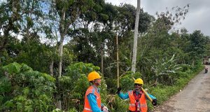 Tingkatkan Keandalan Listrik, PLN ULP Balong Lakukan Perabasan Pohon di Nawangan