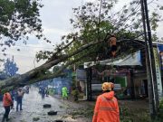 Hujan Angin, Pohon Randu Besar Tumbang Timpa Ruko & Kabel PLN di Ngumpul Ponorogo
