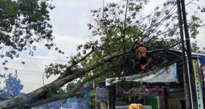 Hujan Angin, Pohon Randu Besar Tumbang Timpa Ruko & Kabel PLN di Ngumpul Ponorogo