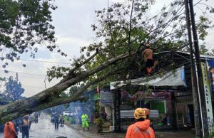 Hujan Angin, Pohon Randu Besar Tumbang Timpa Ruko & Kabel PLN di Ngumpul Ponorogo