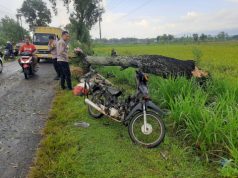 Pemotor Luka Serius Tertimpa Pohon Akasia Tumbang di Jetis Ponorogo