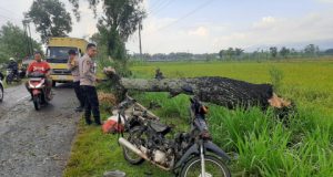 Pemotor Luka Serius Tertimpa Pohon Akasia Tumbang di Jetis Ponorogo