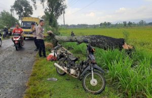 Pemotor Luka Serius Tertimpa Pohon Akasia Tumbang di Jetis Ponorogo