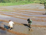 Prajurit TNI Sooko Ponorogo Bantu Olah Lahan Sawah Petani
