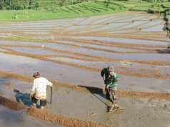 Prajurit TNI Sooko Ponorogo Bantu Olah Lahan Sawah Petani