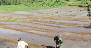Prajurit TNI Sooko Ponorogo Bantu Olah Lahan Sawah Petani