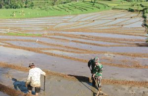 Prajurit TNI Sooko Ponorogo Bantu Olah Lahan Sawah Petani