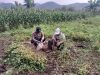 Bhabinkamtibmas Polsek Jambon Turun ke Sawah, Dampingi Warga Panen Kacang Tanah di Bringinan