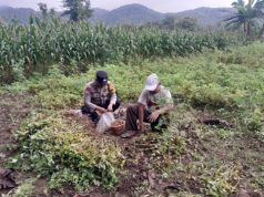 Bhabinkamtibmas Polsek Jambon Turun ke Sawah, Dampingi Warga Panen Kacang Tanah di Bringinan